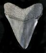 Multi-Colored Fossil Megalodon Tooth #23409-2